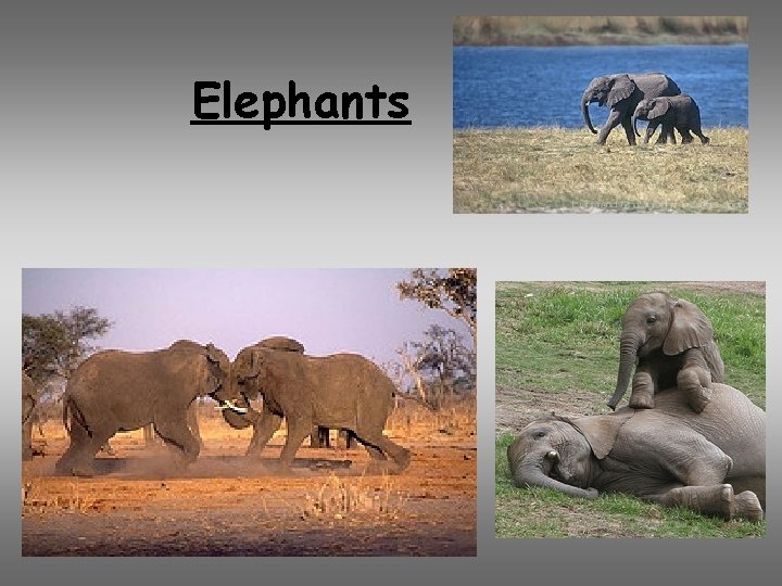 Elephants 