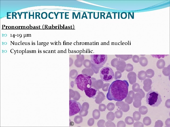 ERYTHROCYTE MATURATION Pronormobast (Rubriblast) 14 -19 µm Nucleus is large with fine chromatin and