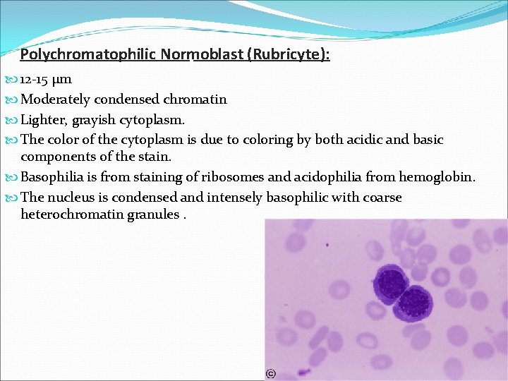 Polychromatophilic Normoblast (Rubricyte): 12 -15 µm Moderately condensed chromatin Lighter, grayish cytoplasm. The color