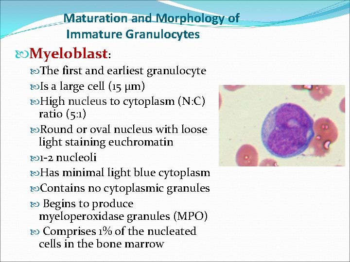 Maturation and Morphology of Immature Granulocytes Myeloblast: The first and earliest granulocyte Is a