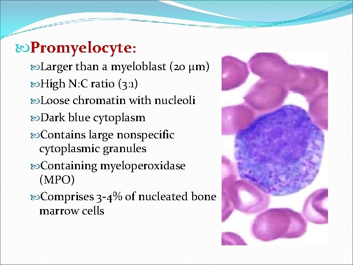  Promyelocyte: Larger than a myeloblast (20 μm) High N: C ratio (3: 1)