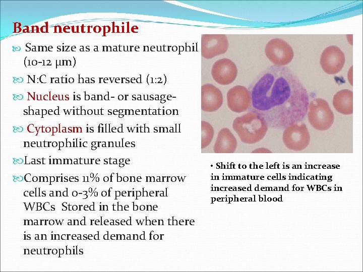 Band neutrophile Same size as a mature neutrophil (10 -12 μm) N: C ratio