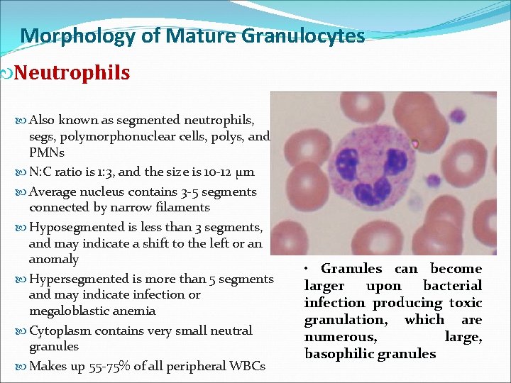 Morphology of Mature Granulocytes Neutrophils Also known as segmented neutrophils, segs, polymorphonuclear cells, polys,