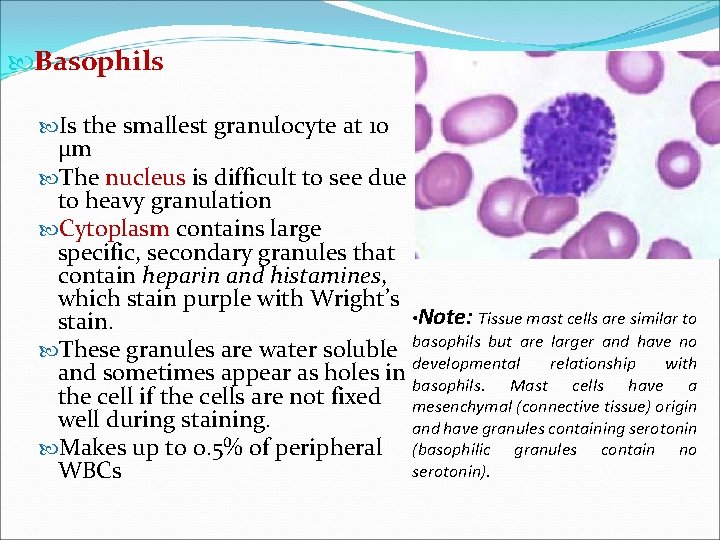  Basophils Is the smallest granulocyte at 10 μm The nucleus is difficult to