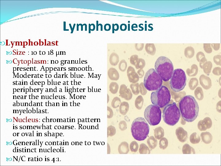 Lymphopoiesis Lymphoblast Size : 10 to 18 µm Cytoplasm: no granules present. Appears smooth.