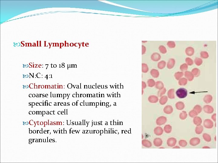  Small Lymphocyte Size: 7 to 18 μm N: C: 4: 1 Chromatin: Oval