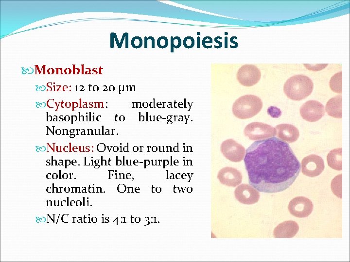 Monopoiesis Monoblast Size: 12 to 20 µm Cytoplasm: moderately basophilic to blue-gray. Nongranular. Nucleus: