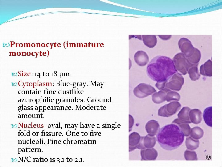  Promonocyte (immature monocyte) Size: 14 to 18 µm Cytoplasm: Blue-gray. May contain fine