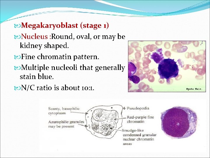  Megakaryoblast (stage 1) Nucleus : Round, oval, or may be kidney shaped. Fine