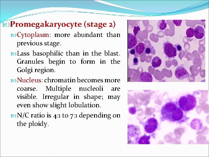  Promegakaryocyte (stage 2) Cytoplasm: more abundant than previous stage. Lass basophilic than in