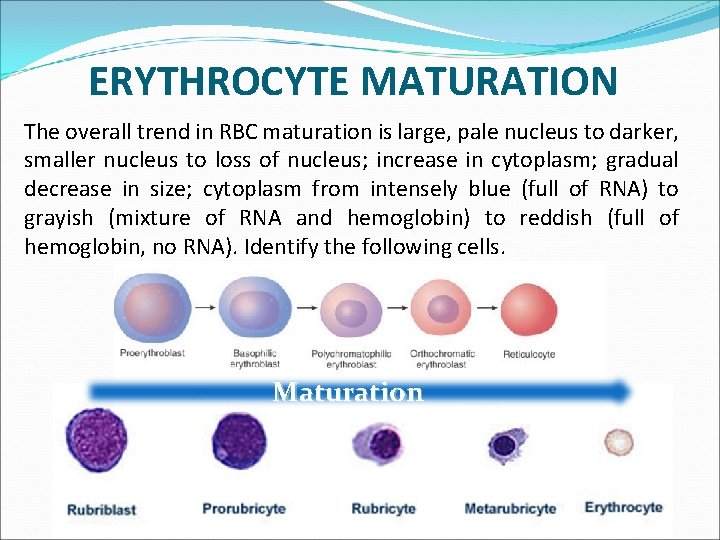 ERYTHROCYTE MATURATION The overall trend in RBC maturation is large, pale nucleus to darker,