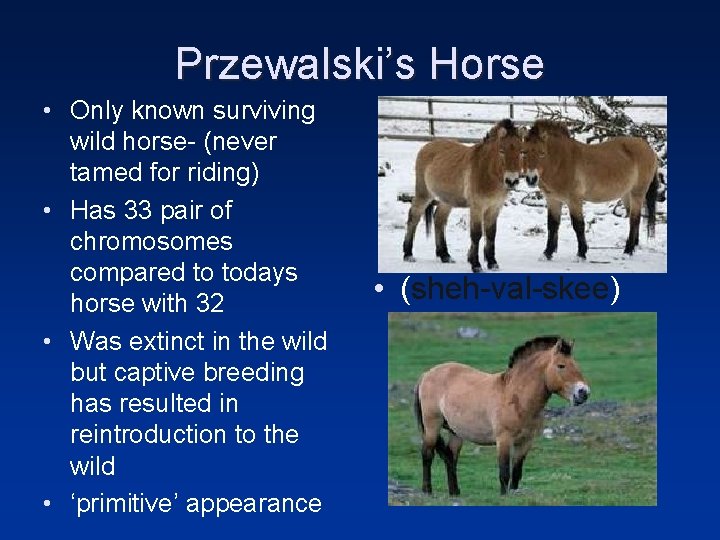 Przewalski’s Horse • Only known surviving wild horse- (never tamed for riding) • Has