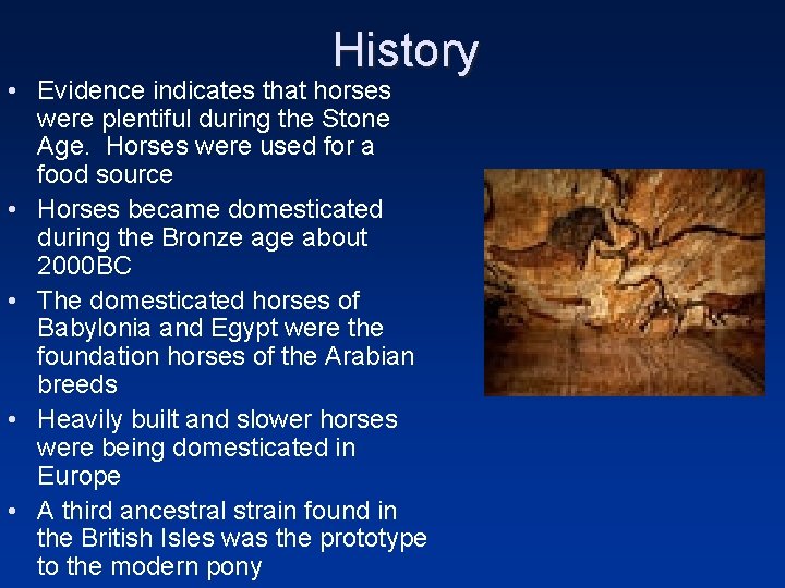 History • Evidence indicates that horses were plentiful during the Stone Age. Horses were