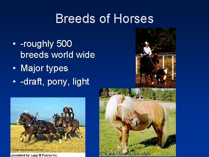 Breeds of Horses • -roughly 500 breeds world wide • Major types • -draft,