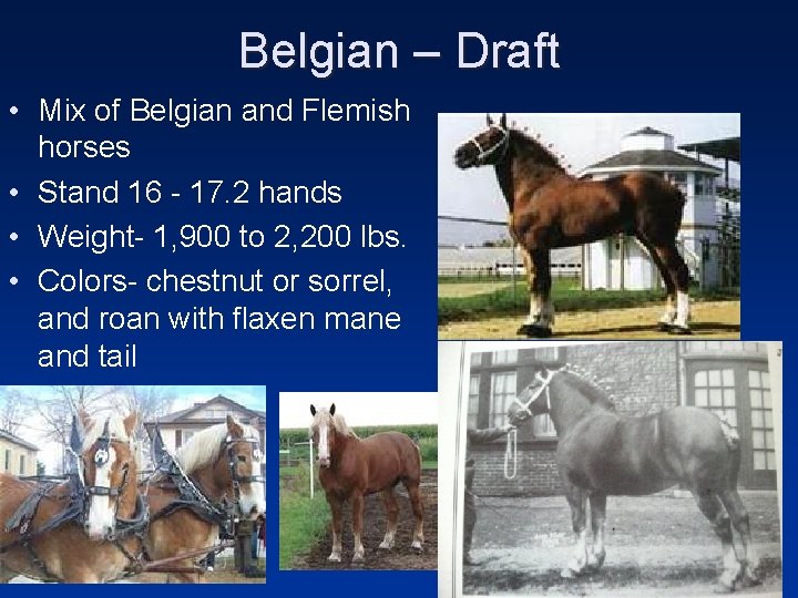 Belgian – Draft • Mix of Belgian and Flemish horses • Stand 16 -