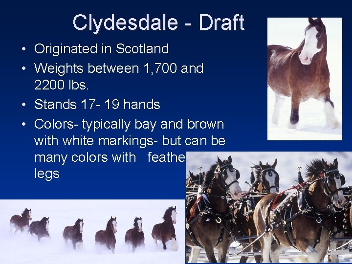 Clydesdale - Draft • Originated in Scotland • Weights between 1, 700 and 2200