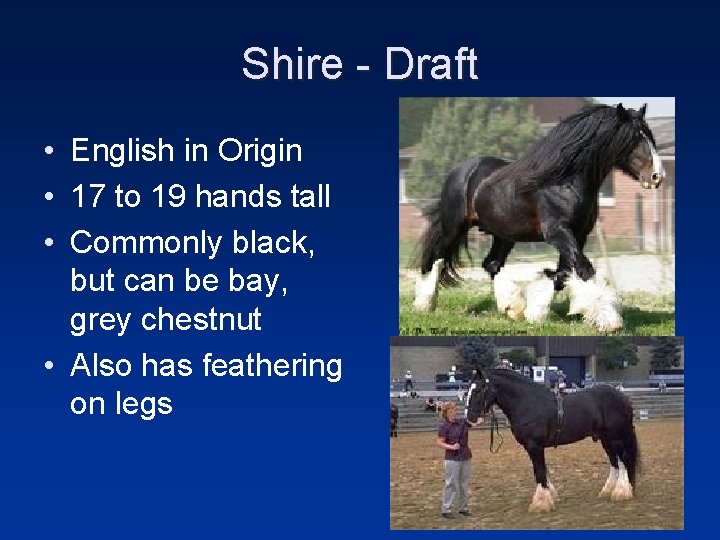 Shire - Draft • English in Origin • 17 to 19 hands tall •