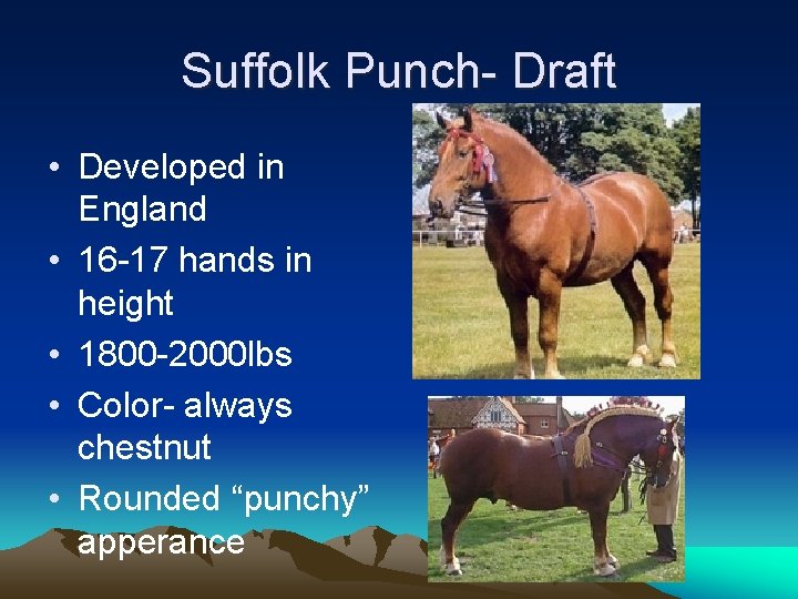 Suffolk Punch- Draft • Developed in England • 16 -17 hands in height •