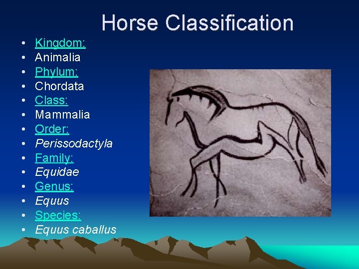  • • • • Horse Classification Kingdom: Animalia Phylum: Chordata Class: Mammalia Order: