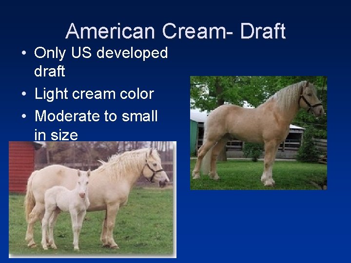 American Cream- Draft • Only US developed draft • Light cream color • Moderate
