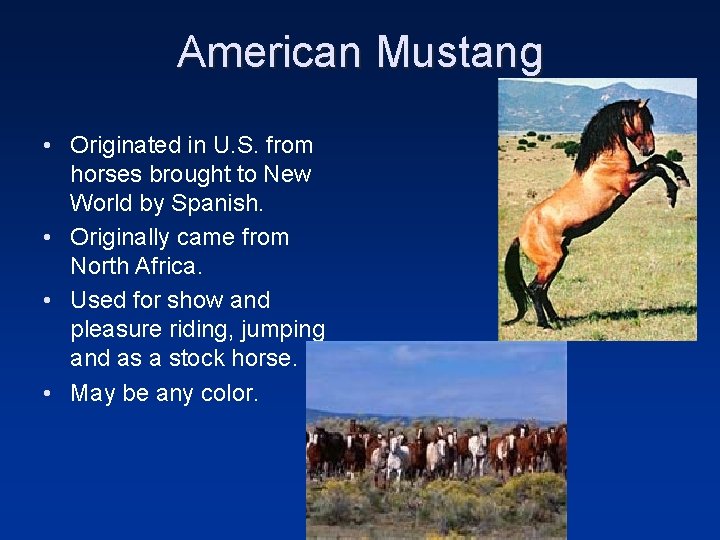 American Mustang • Originated in U. S. from horses brought to New World by