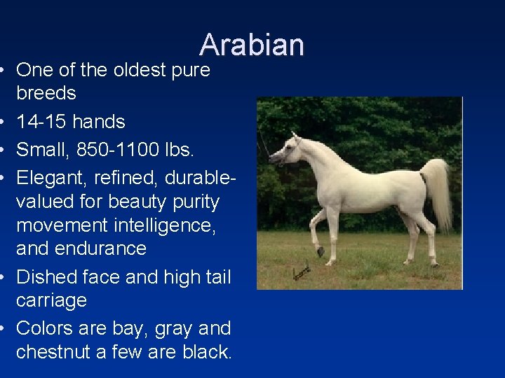 Arabian • One of the oldest pure breeds • 14 -15 hands • Small,