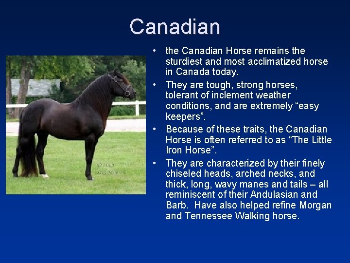 Canadian • the Canadian Horse remains the sturdiest and most acclimatized horse in Canada
