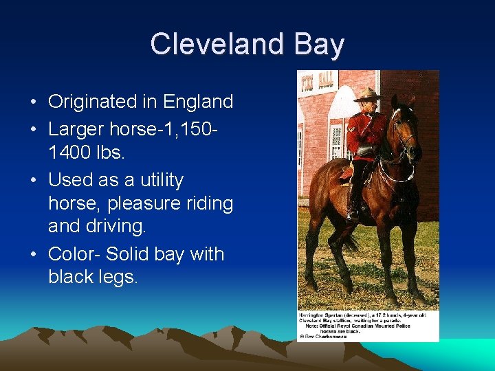 Cleveland Bay • Originated in England • Larger horse-1, 1501400 lbs. • Used as