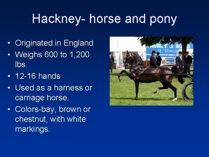 Hackney- horse and pony • Originated in England • Weighs 600 to 1, 200