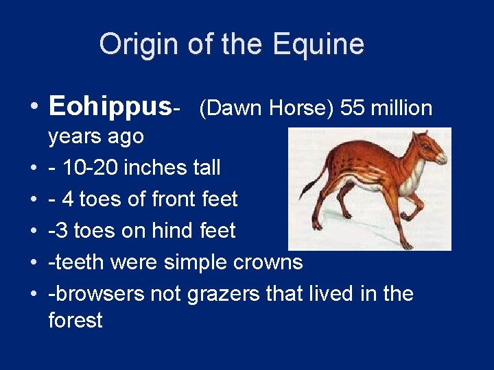 Origin of the Equine • Eohippus- (Dawn Horse) 55 million • • • years