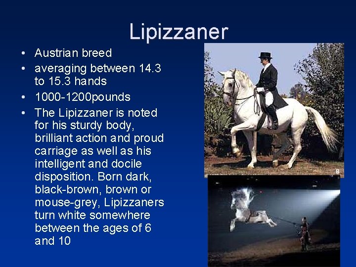 Lipizzaner • Austrian breed • averaging between 14. 3 to 15. 3 hands •
