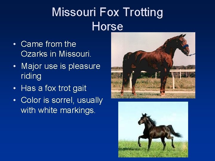 Missouri Fox Trotting Horse • Came from the Ozarks in Missouri. • Major use