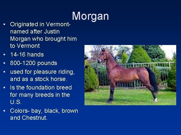 Morgan • Originated in Vermont- named after Justin Morgan who brought him to Vermont
