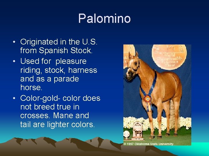 Palomino • Originated in the U. S. from Spanish Stock. • Used for pleasure