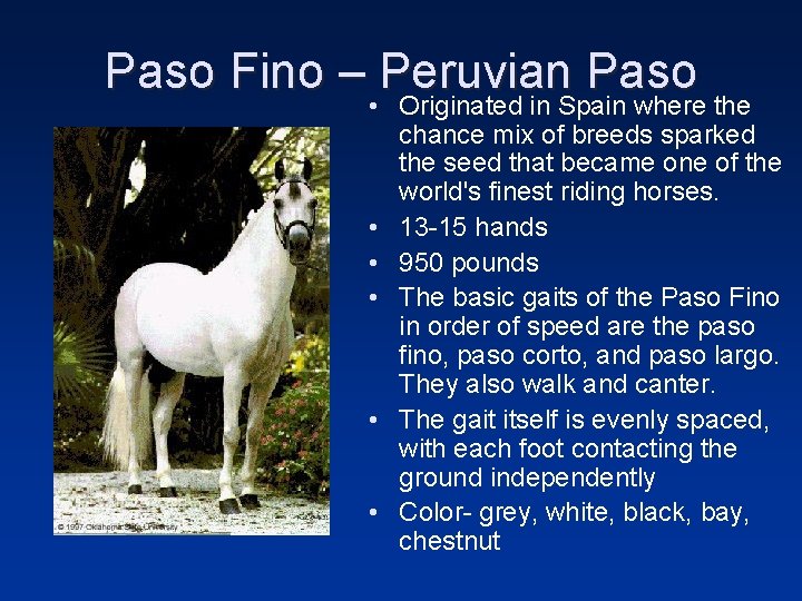 Paso Fino – Peruvian Paso • Originated in Spain where the • • •