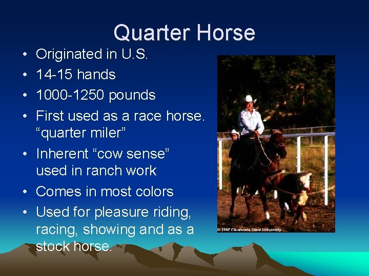  • • Quarter Horse Originated in U. S. 14 -15 hands 1000 -1250