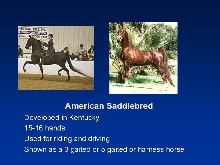 American Saddlebred Developed in Kentucky 15 -16 hands Used for riding and driving Shown
