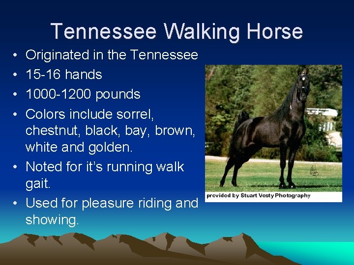 Tennessee Walking Horse • • Originated in the Tennessee 15 -16 hands 1000 -1200