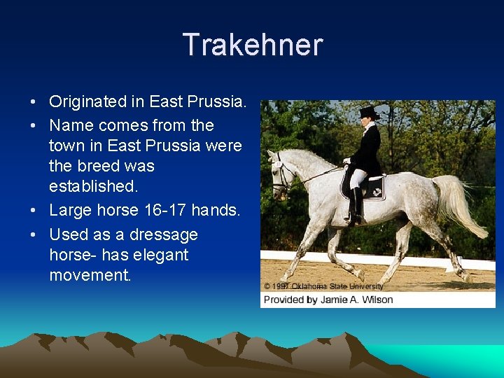Trakehner • Originated in East Prussia. • Name comes from the town in East