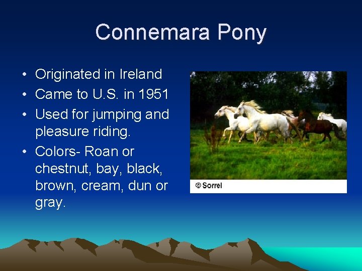Connemara Pony • Originated in Ireland • Came to U. S. in 1951 •