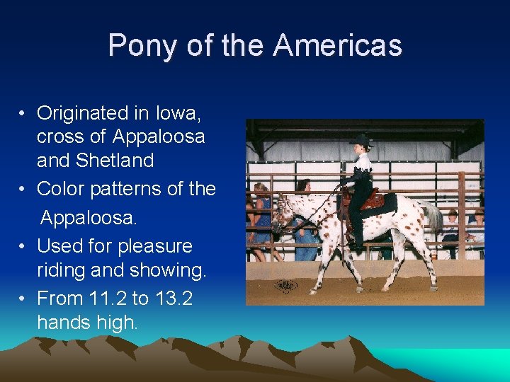 Pony of the Americas • Originated in Iowa, cross of Appaloosa and Shetland •
