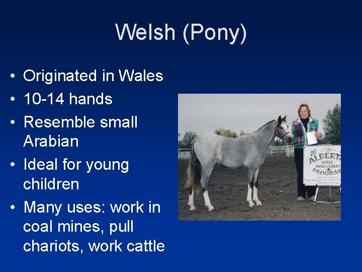 Welsh (Pony) • Originated in Wales • 10 -14 hands • Resemble small Arabian