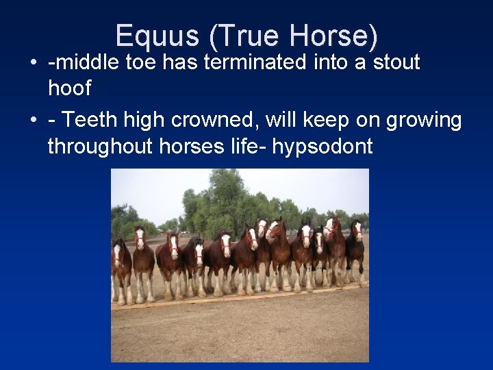 Equus (True Horse) • -middle toe has terminated into a stout hoof • -