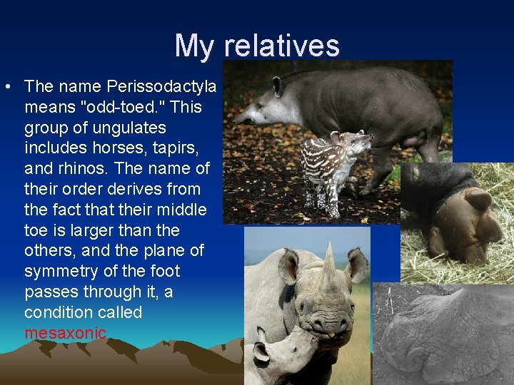 My relatives • The name Perissodactyla means "odd-toed. " This group of ungulates includes