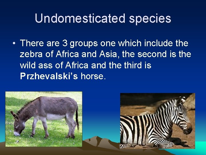 Undomesticated species • There are 3 groups one which include the zebra of Africa