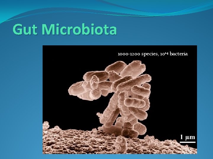 Gut Microbiota 1000 -1200 species, 1014 bacteria 
