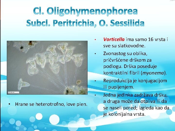  • • • Hrane se heterotrofno, love plen. Vorticella ima samo 16 vrsta