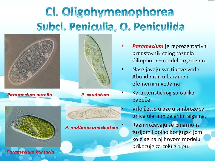  • • Paramecium aurelia P. caudatum • • P. multimicronucleatum • Paramecium bursaria