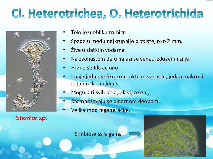  • • • Stentor sp. Telo je u obliku trubice Spadaju među najkrupnije