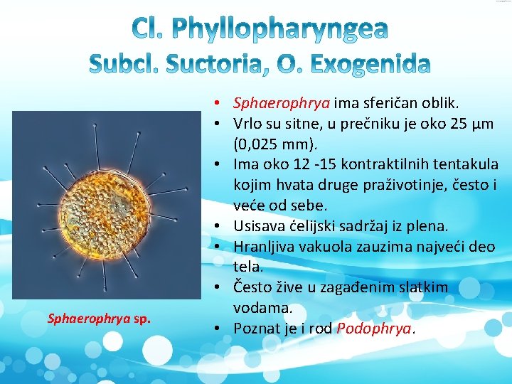 Sphaerophrya sp. • Sphaerophrya ima sferičan oblik. • Vrlo su sitne, u prečniku je